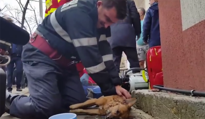 Firefighters in Romania rescue their dogs